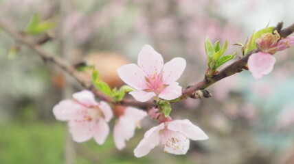 Fototapeta na wymiar spring flowers fruit trees close up background