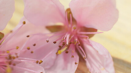 spring flowers fruit trees close up background