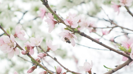 spring flowers fruit trees close up background