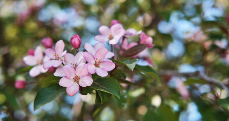 Close-up of flowers of a pink apple tree against a blurred background.