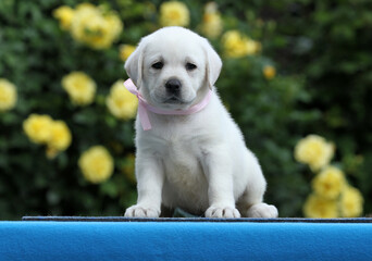 a nice yellow labrador puppy on the blue