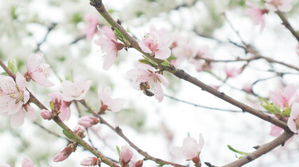 spring flowers fruit trees close up background