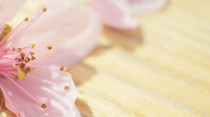 spring flowers fruit trees close up background