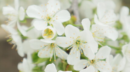 spring flowers fruit trees close up background