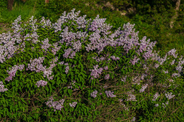 Blooming Common Lilac (Syringa vulgaris) in the park