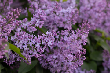 flowers, purple flowers