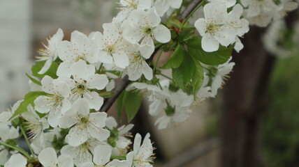 spring flowers fruit trees close up background