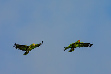 A pair of flying green Parrots (Crimson-fronted Parakeet) on clear blue sky with copy space in Costa Rica