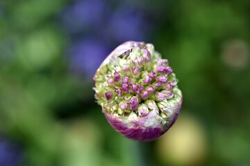 Knospen eines Riesenlauchs im Frühling