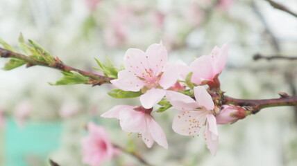 spring flowers fruit trees close up background