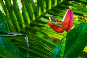 Bird sitting on red flower with strong green leaves background (copy space) in Costa Rica