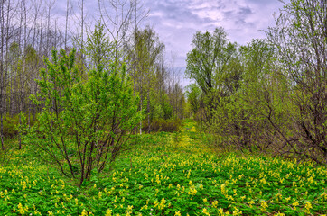 Flowering glade in spring forest with yellow flowers of Corydalis bracteata covered - springtime landscape. One from primroses flowers in Siberian taiga, Russia - natural background
