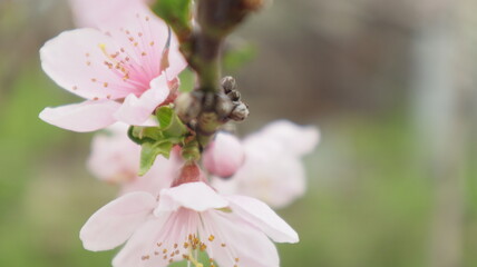 spring flowers fruit trees close up background