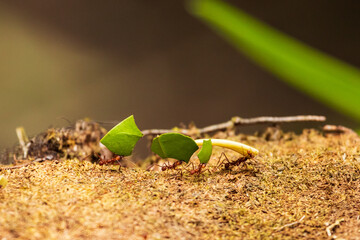 Ants carrying big leaves, working together as a team in Costa Rica