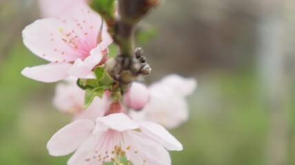 spring flowers fruit trees close up background