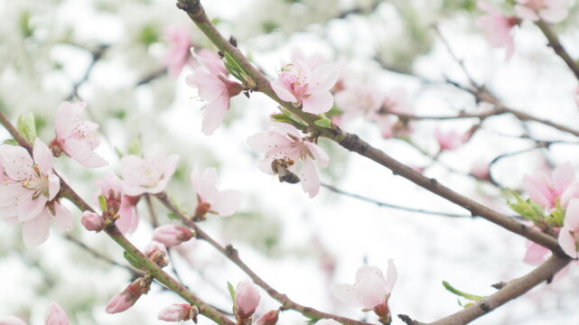spring flowers fruit trees close up background