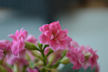 Naklejka na ściany i meble close up of pink beautiful flower