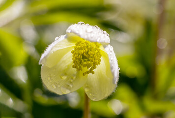 White flowers Anemone forest with raindrops on petals in springtime. Perennial herbaceous plant Rununculaceae family. Selective focus.