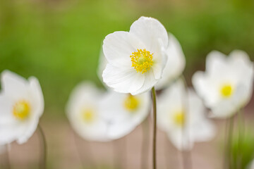 White flowers Anemone forest full opening in springtime. Perennial herbaceous plant Rununculaceae family. Selective focus