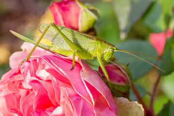 Green grasshopper sitting on rose flower. Insects in nature close up. Horizontal orientation