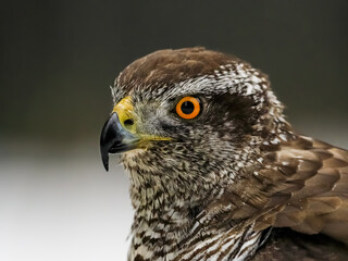 A huge bird of prey Goshawk, Accipiter gentilis, close-up portrait.