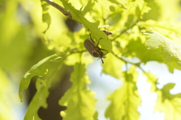 Chafer. Spring may brown beetle