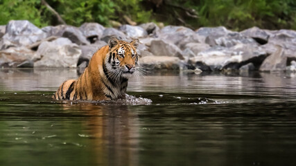 Fototapeta na wymiar The largest cat in the world, Siberian tiger, hunts in a creek amid a green forest. Top predator in a natural environment. Panthera Tigris Altaica.