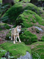 Close-up portrait of the wolf in a natural environment of a green forest. European grey wolf, Canis lupus.