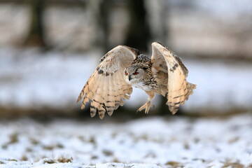 A huge, strong, blonde owl with huge orange eyes flying directly to the photographer on a white...