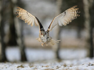 A huge, strong, blonde owl with huge orange eyes flying directly to the photographer on a white snowy trees background. Eurasian Eagle Owl, Bubo bubo sibiricus
