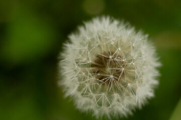 dandelion on green background