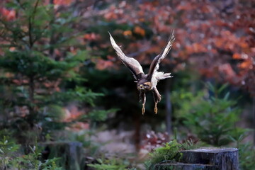 Close-up portrait of brown bird of prey flying directly to a camera on background of colorful...