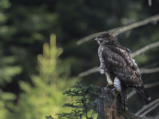 Close-up portrait of brown bird of prey on background of colorful forest. Common buzzard, Buteo buteo