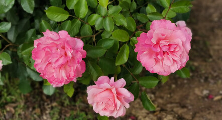 Tre rose rosa Deborah Meillandecor