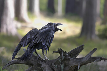 Close-up portrait of black raven in forest, Common Raven, Corvus corax.