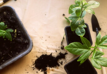 seedlings of passionfruit plants at the stage of transshipment into a large pot, vegetable garden, gardener.
