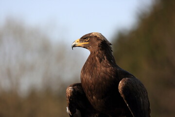 Close-up portrait of Golden Eagle in natural environtment, Aquila chrysaetos.