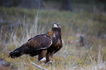 Close-up portrait of Golden Eagle in natural environtment, Aquila chrysaetos.