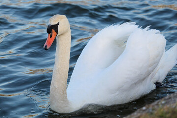 The Elegant Swan