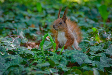 Naklejka na ściany i meble Squirrel in the forest in the grass