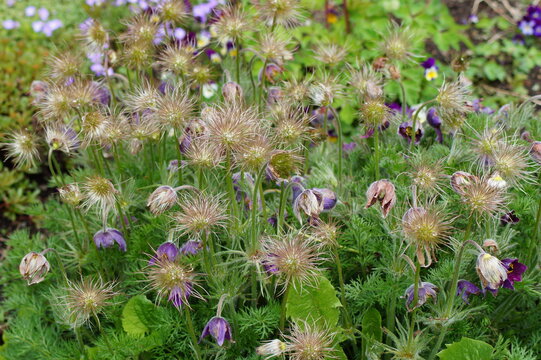 seed stand of pasque flower