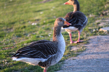 Goose On The Beach