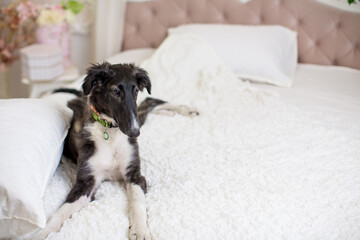Black and white Russian Greyhound puppy lies on a white bedspread