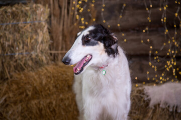 Portrait of a black and white Russian greyhound sitting on bales of straw on a wooden background with garlands 