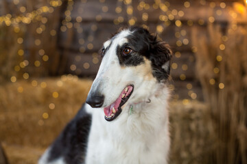 Portrait of a black and white Russian greyhound sitting on bales of straw on a wooden background with garlands 