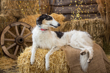 Portrait of a black and white Russian greyhound lying on bales of straw on a wooden background with garlands and a cart wheel