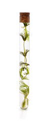 Seaweed in a test tube.