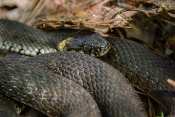 The snake is already crawling in the forest