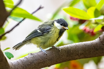 Great tit, baby titmouse waiting for his mother to feed him
