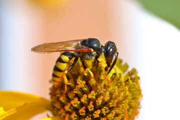 Wasp on dandelion